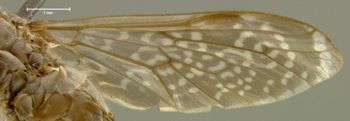 Media type: image;   Entomology 7515 Aspect: wing